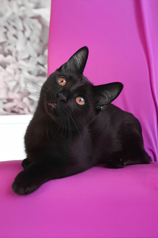 Pedro | Munchkin Kitten