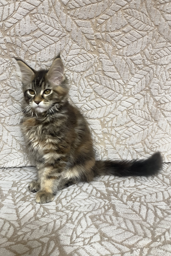 Peggy | Maine Coon Kitten