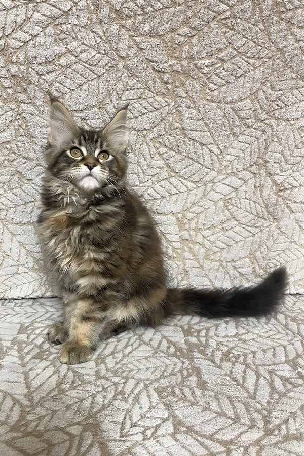 Peggy | Maine Coon Kitten