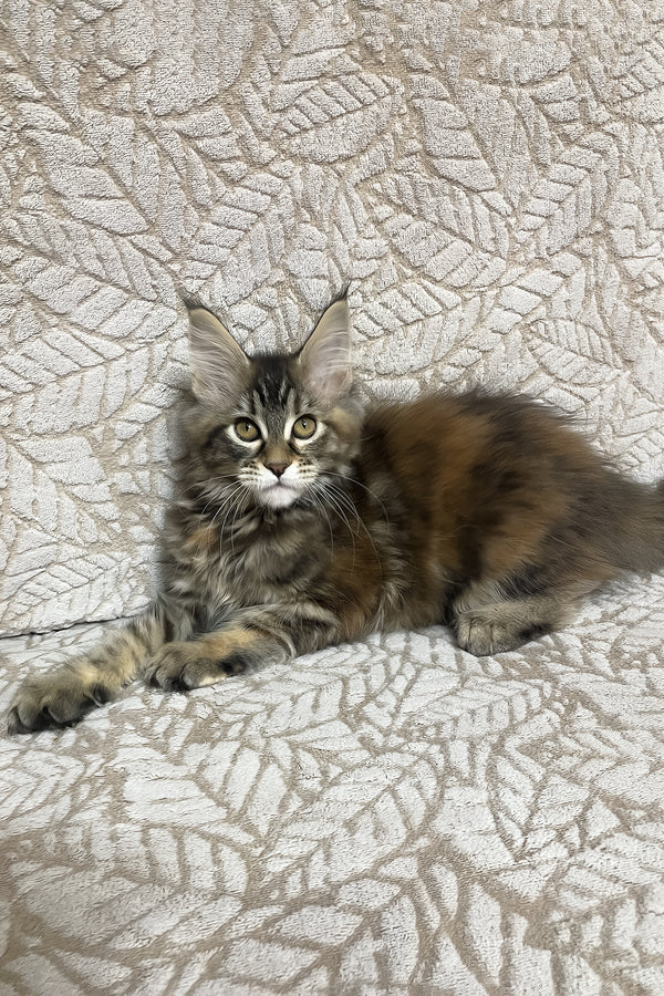 Peggy | Maine Coon Kitten