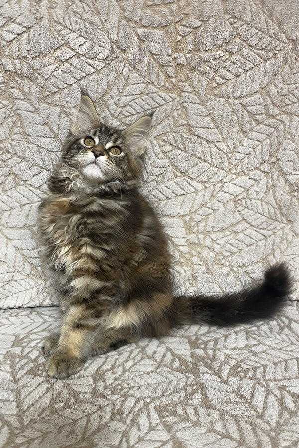 Peggy | Maine Coon Kitten