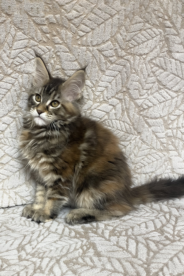 Peggy | Maine Coon Kitten