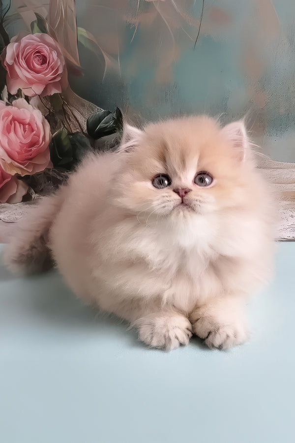 Penelope | British Longhair Kitten