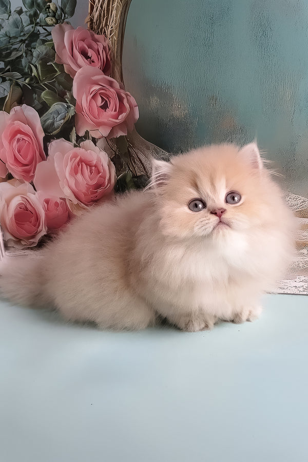 Penelope | British Longhair Kitten