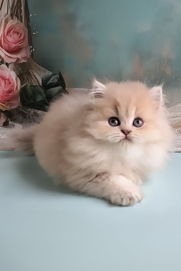 Penelope | British Longhair Kitten