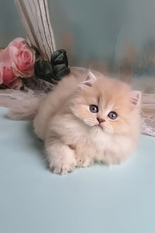 Penelope | British Longhair Kitten