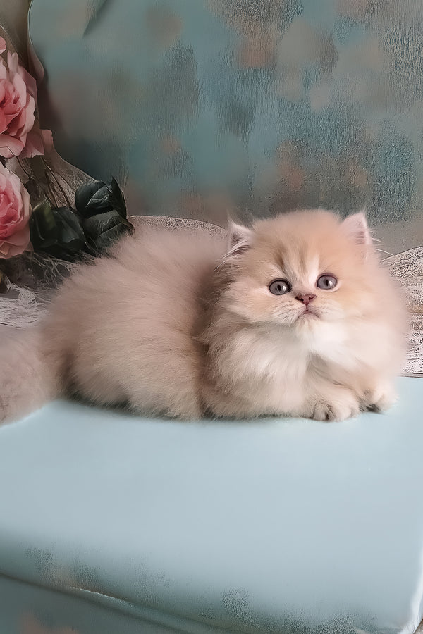 Penelope | British Longhair Kitten