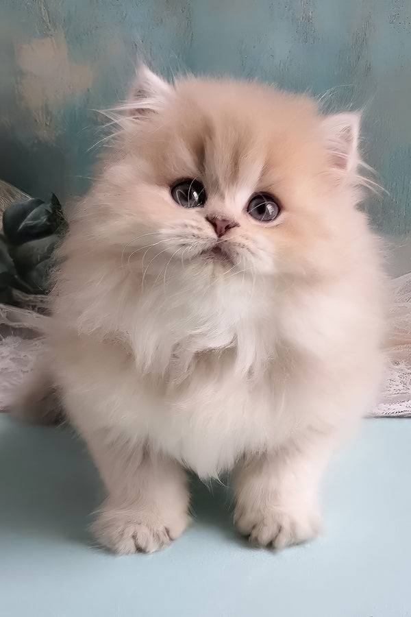 Penelope | British Longhair Kitten