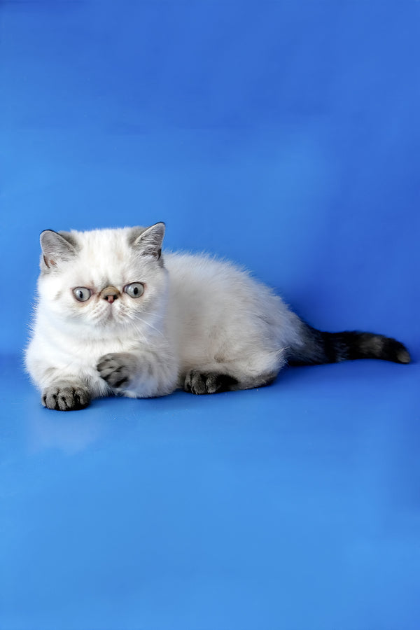 Peni | Exotic Shorthair Kitten