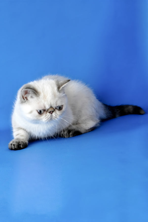 Peni | Exotic Shorthair Kitten