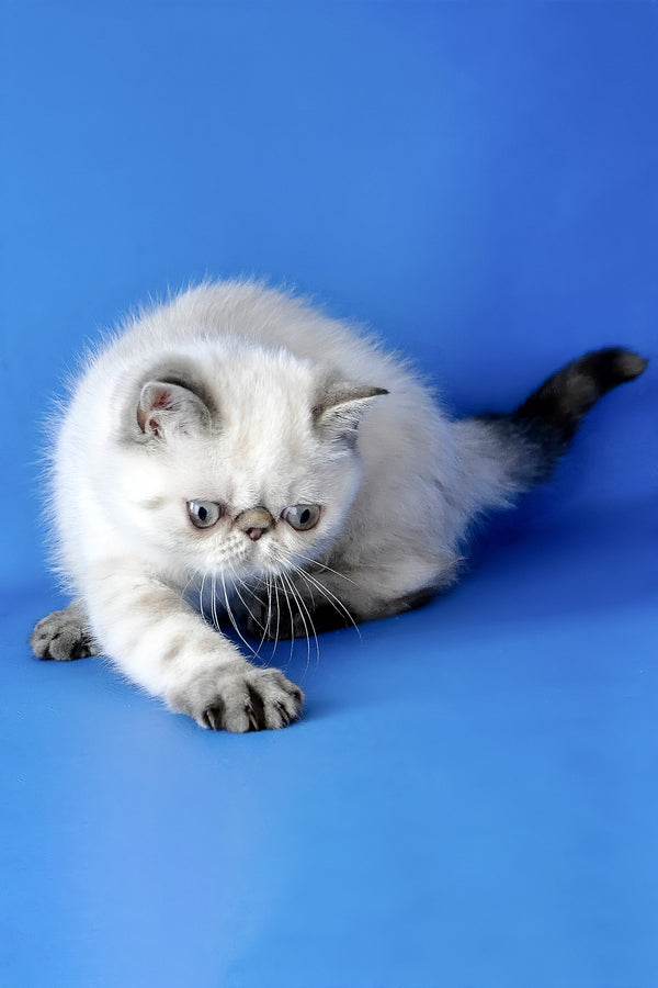 Peni | Exotic Shorthair Kitten