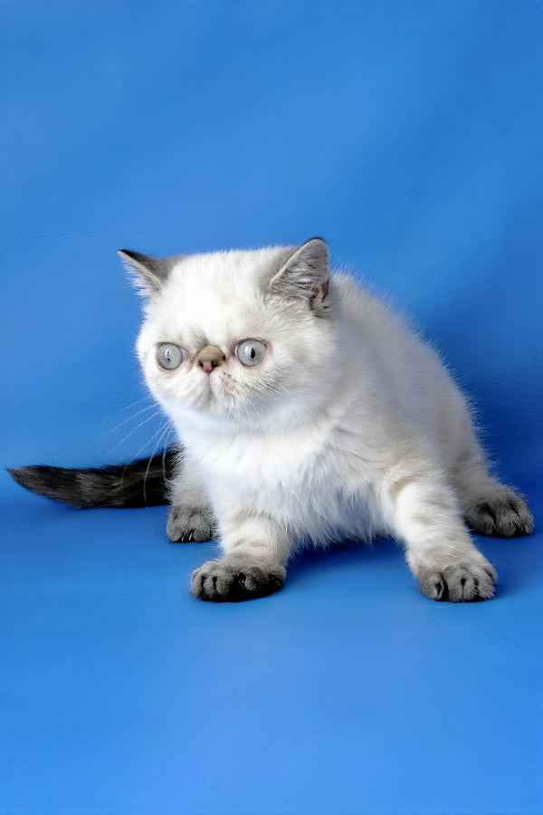 Peni | Exotic Shorthair Kitten