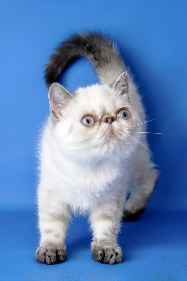 Peni | Exotic Shorthair Kitten
