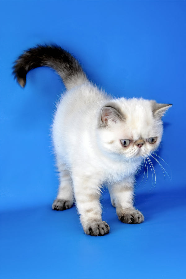 Peni | Exotic Shorthair Kitten