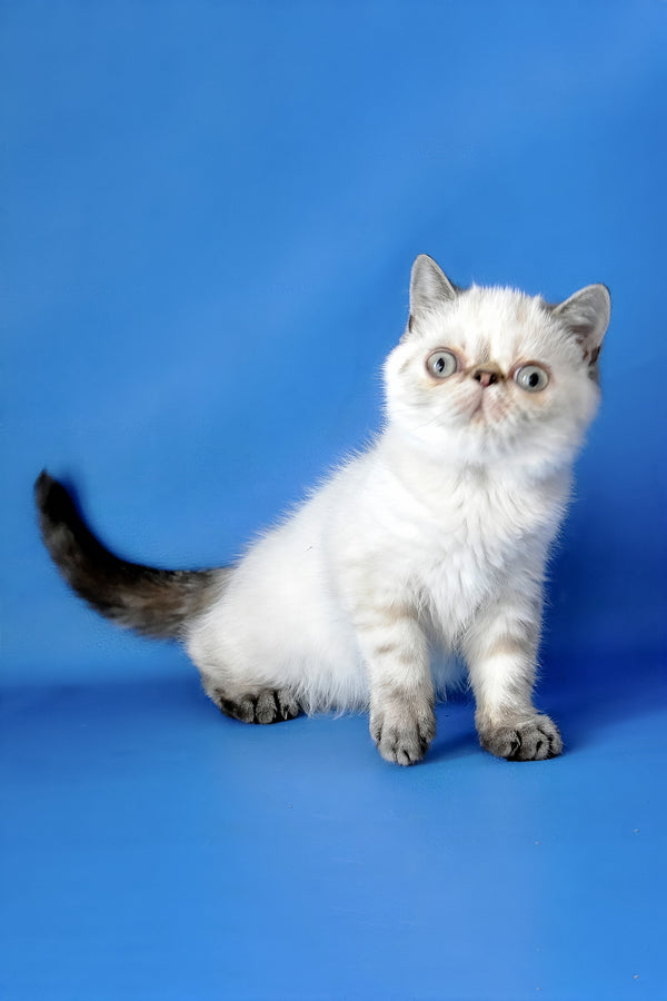 Peni | Exotic Shorthair Kitten