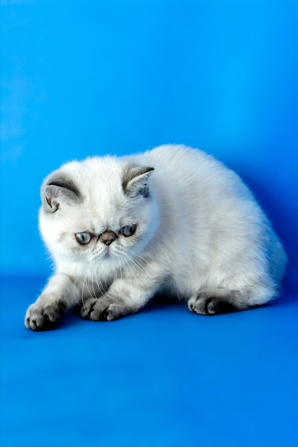 A fluffy white and gray exotic shorthair kitten with a round face and wide eyes perfect for pet lovers