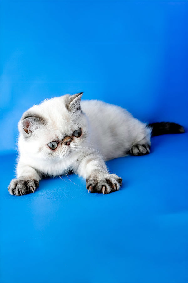 A fluffy white exotic shorthair kitten with dark eyes and a black-tipped tail lies on its side on a blue background