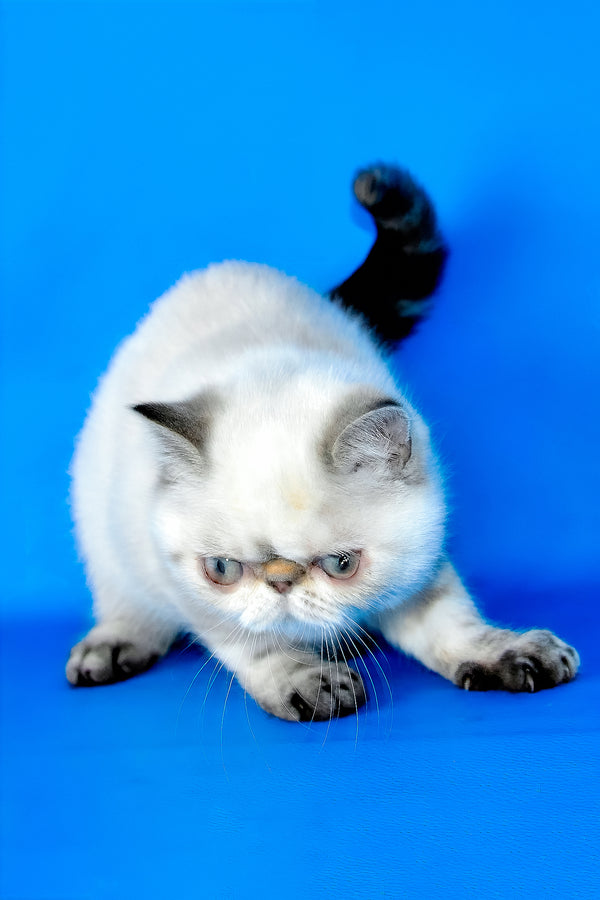 A fluffy cream-colored exotic shorthair kitten with dark gray ears paws and tail featuring a flat face and wide eyes