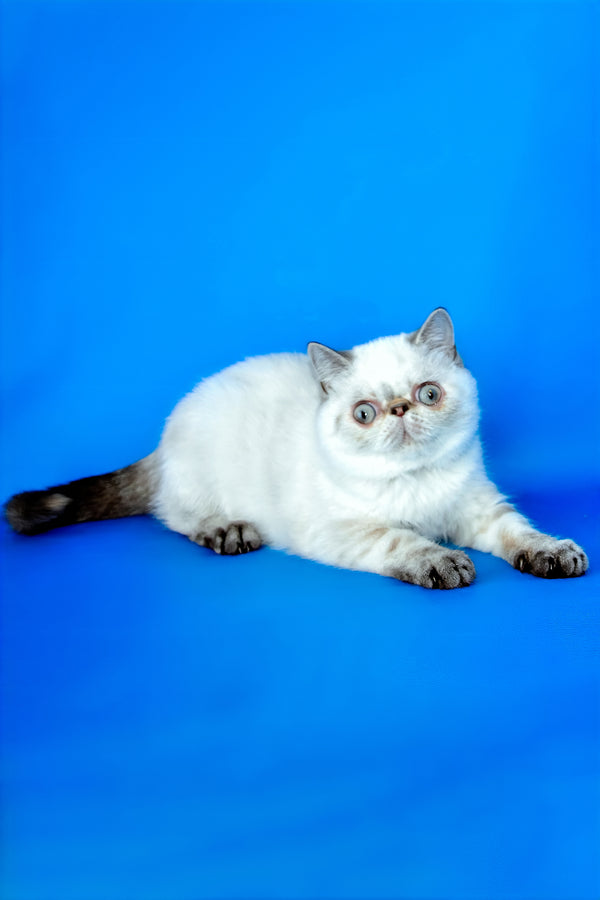A fluffy white and gray exotic shorthair kitten with wide eyes lying relaxed against a vibrant blue backdrop