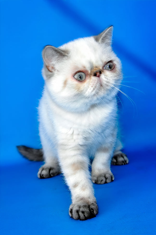 A fluffy white and gray exotic shorthair kitten with green eyes sitting against a vibrant blue backdrop