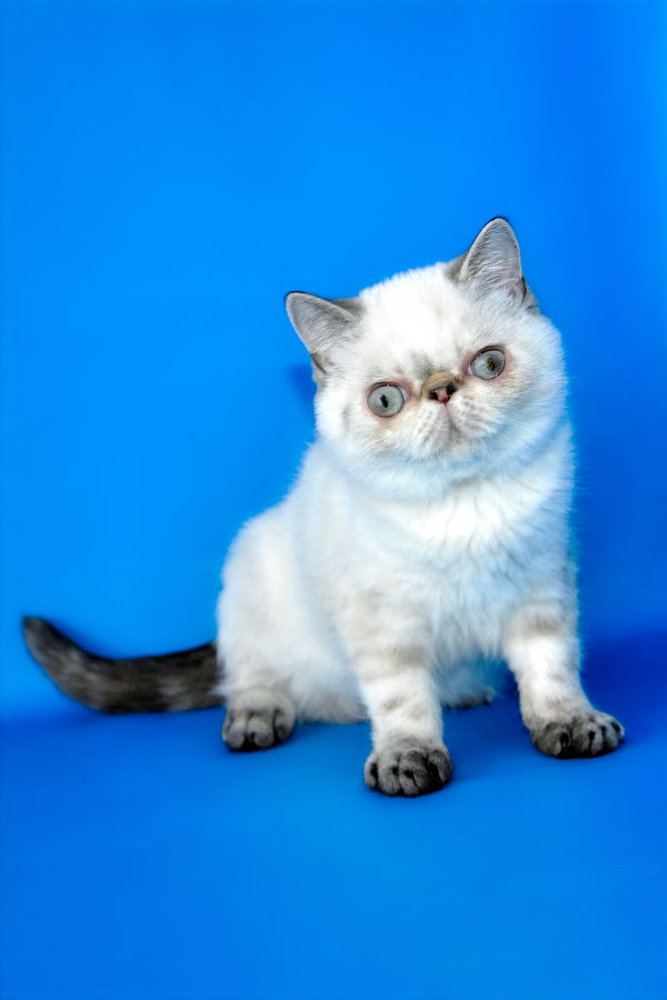 A fluffy white and gray exotic shorthair kitten with striking green eyes sitting against a vibrant blue backdrop
