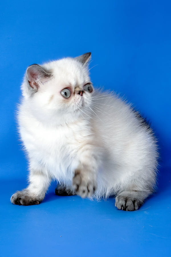 Peni | Exotic Shorthair Kitten