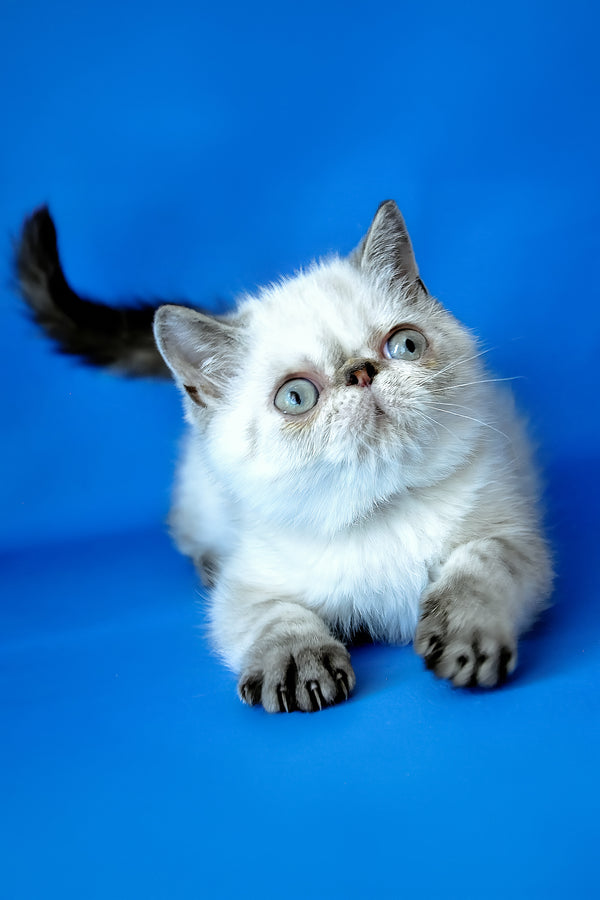 Peni | Exotic Shorthair Kitten
