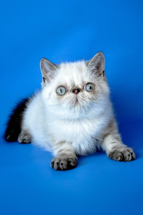 Peni | Exotic Shorthair Kitten