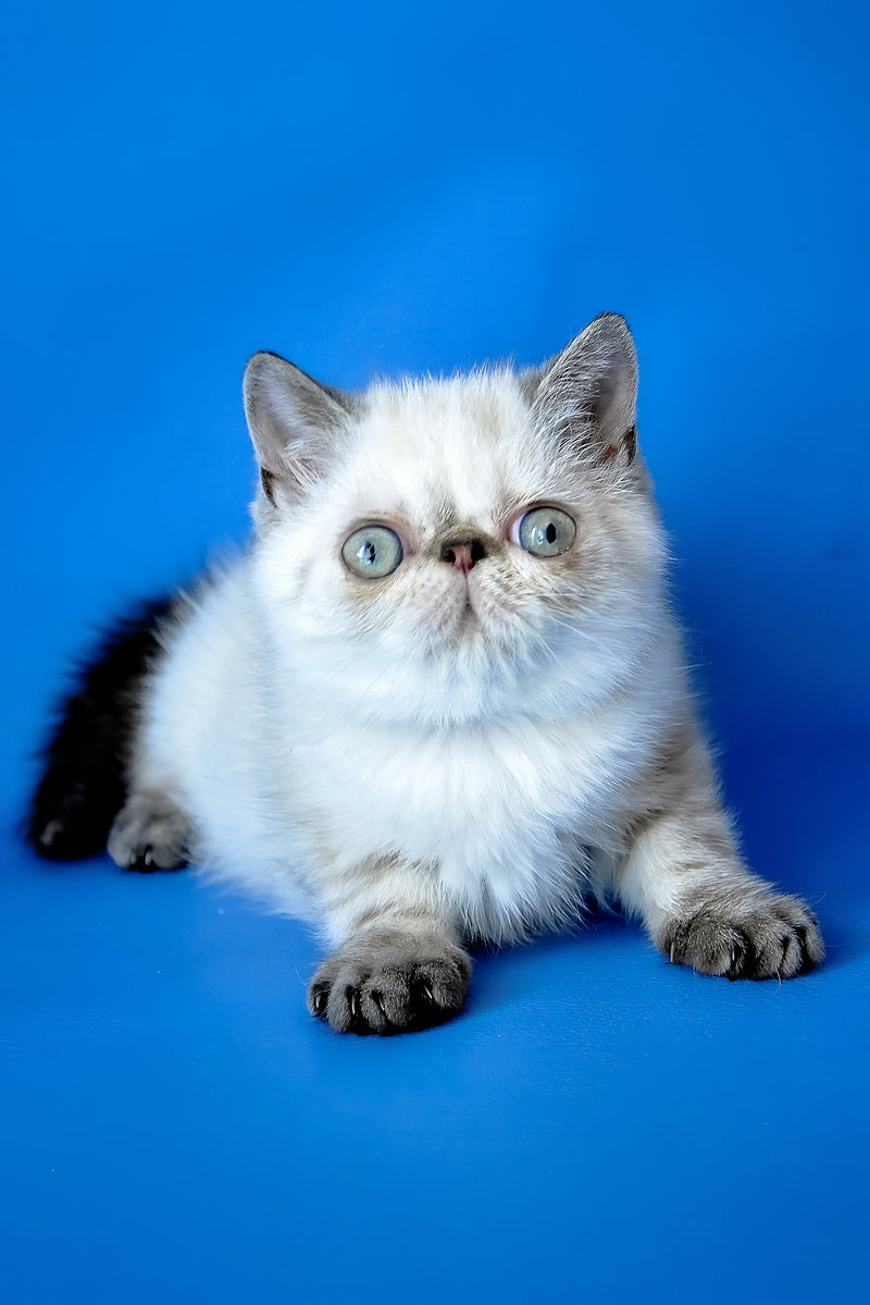 Peni | Exotic Shorthair Kitten