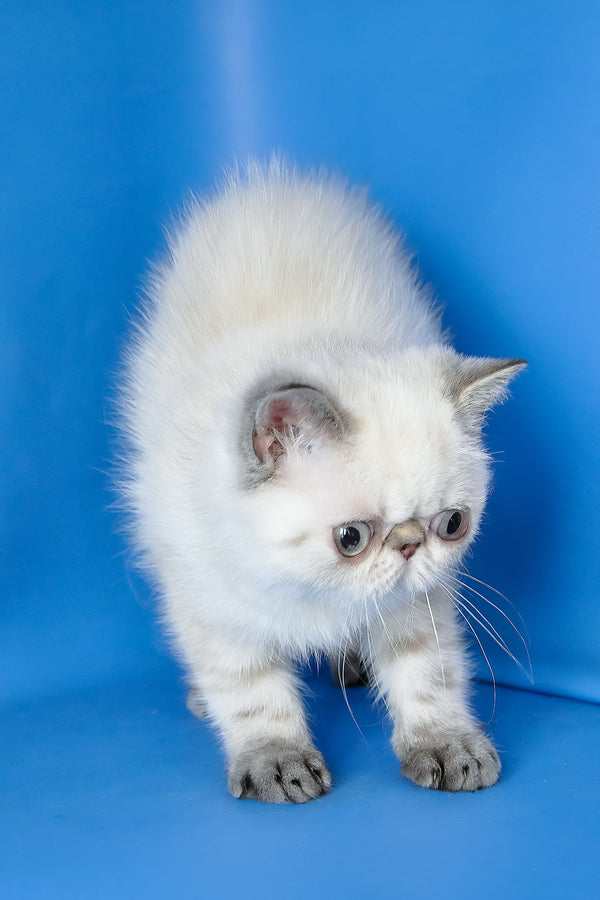 Peni | Exotic Shorthair Kitten