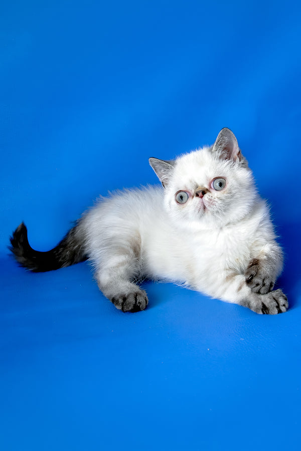 Peni | Exotic Shorthair Kitten
