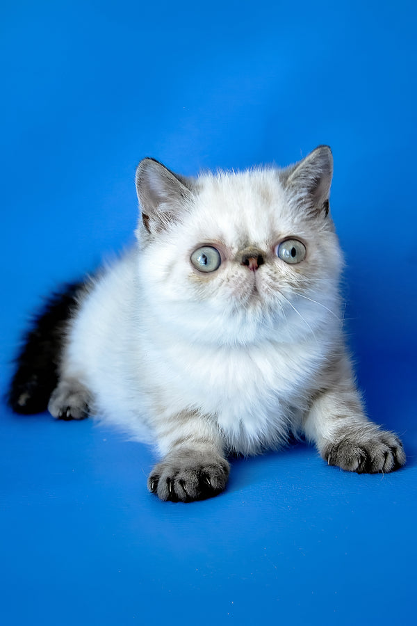 Peni | Exotic Shorthair Kitten