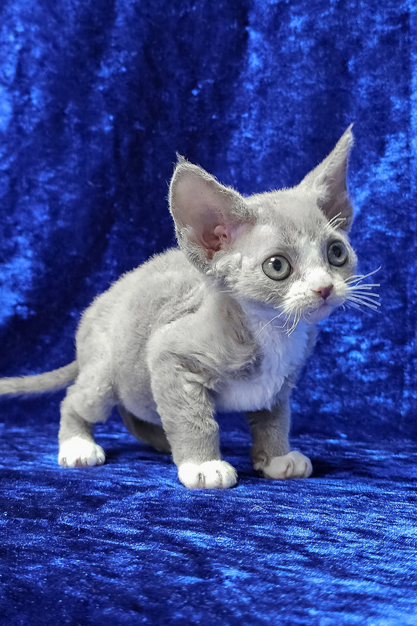 Penny | Devon Rex Kitten