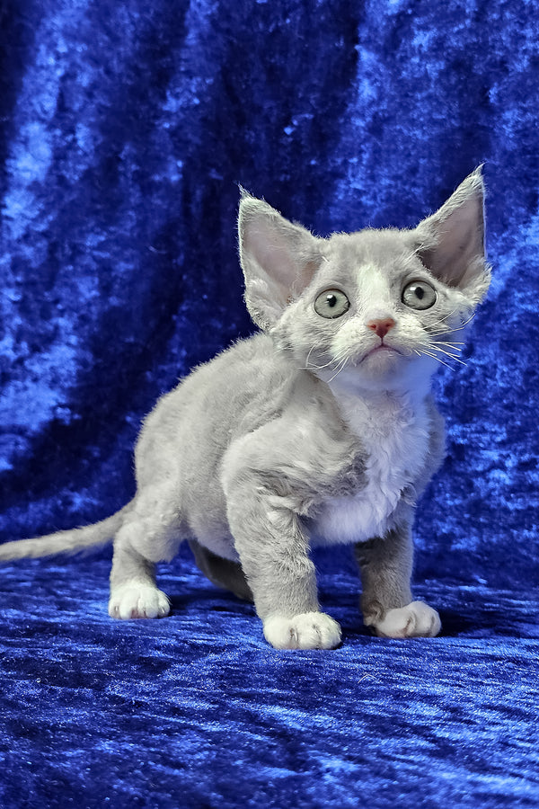 Penny | Devon Rex Kitten