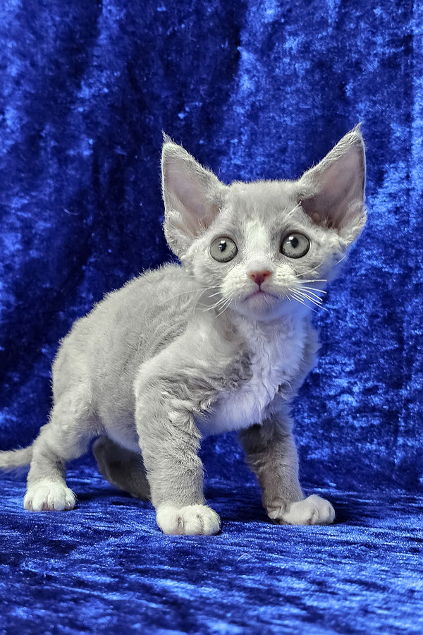 Penny | Devon Rex Kitten