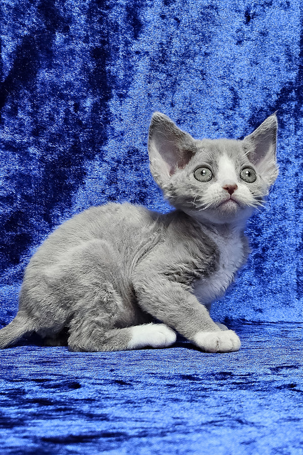 Penny | Devon Rex Kitten