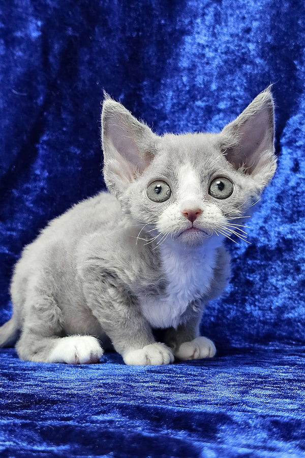 Penny | Devon Rex Kitten