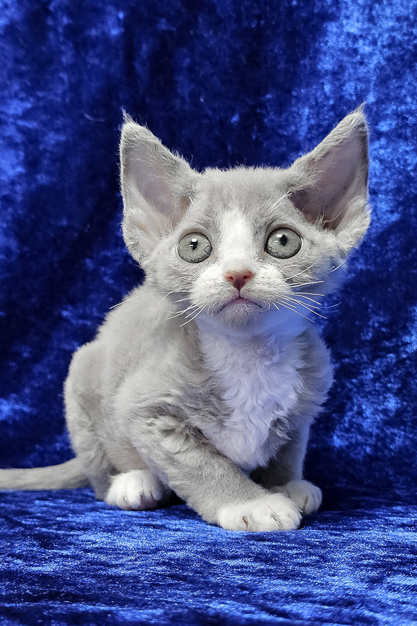 Penny | Devon Rex Kitten