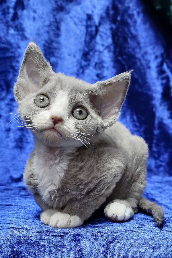 Penny | Devon Rex Kitten