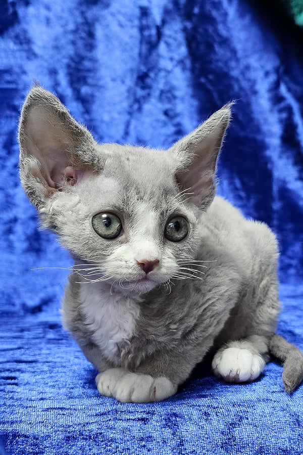 Penny | Devon Rex Kitten