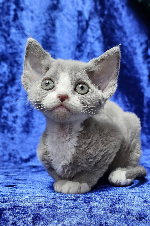 Penny | Devon Rex Kitten