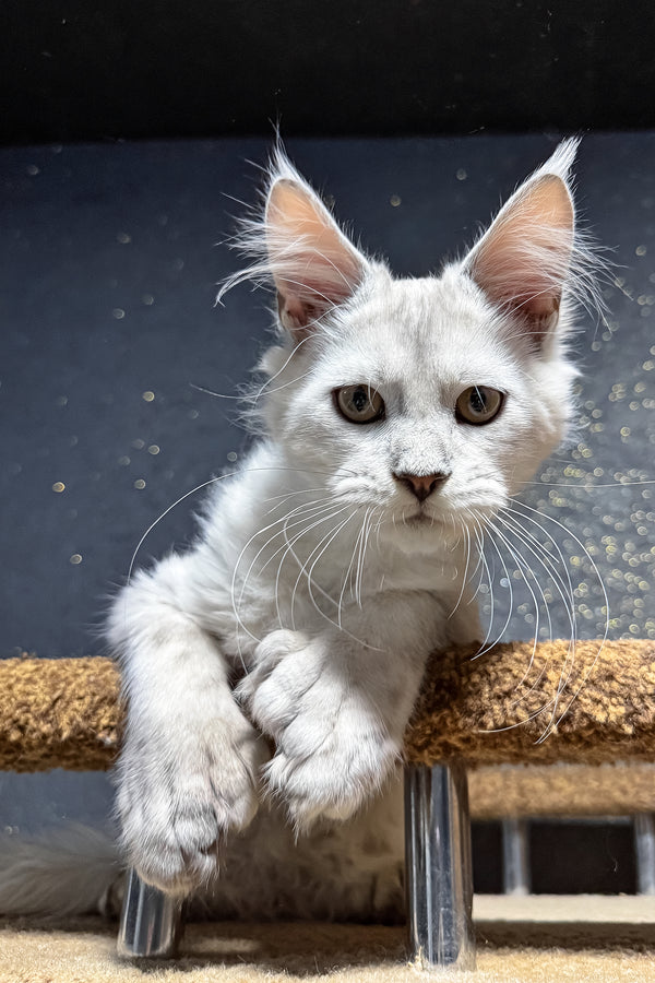 Pepe | Polydactyl Maine Coon Kitten