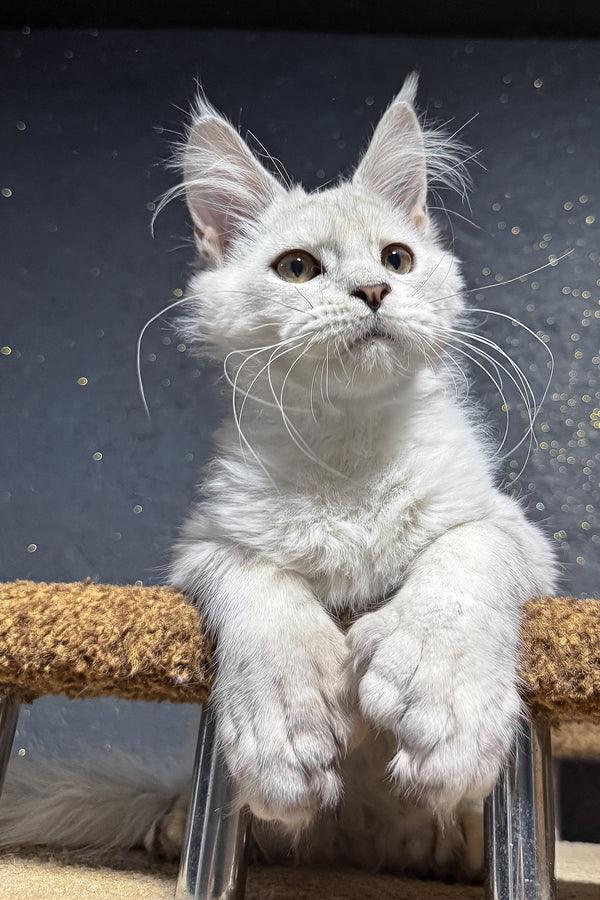 Pepe | Polydactyl Maine Coon Kitten
