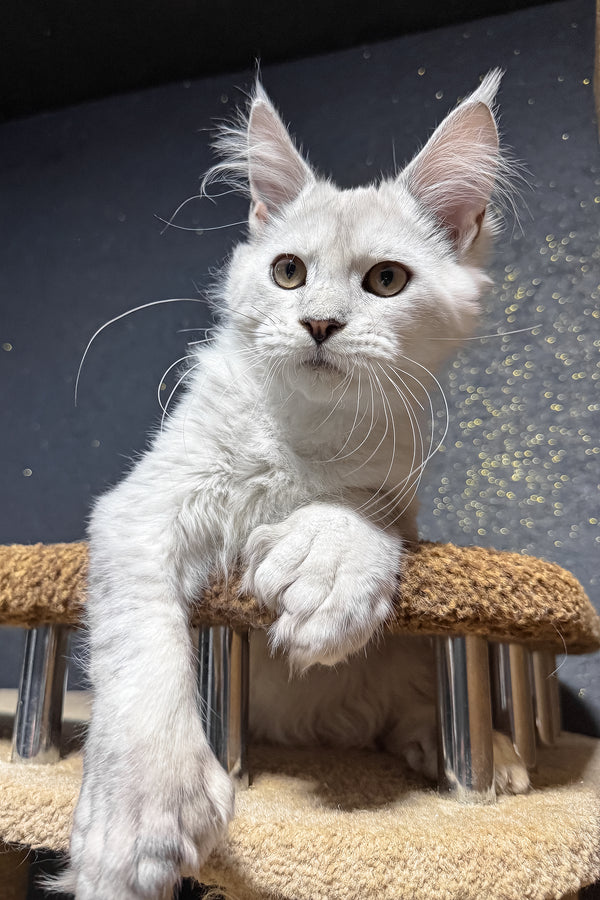 Pepe | Polydactyl Maine Coon Kitten