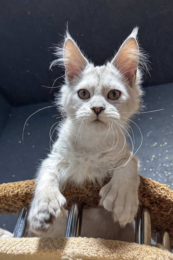 Pepe | Polydactyl Maine Coon Kitten