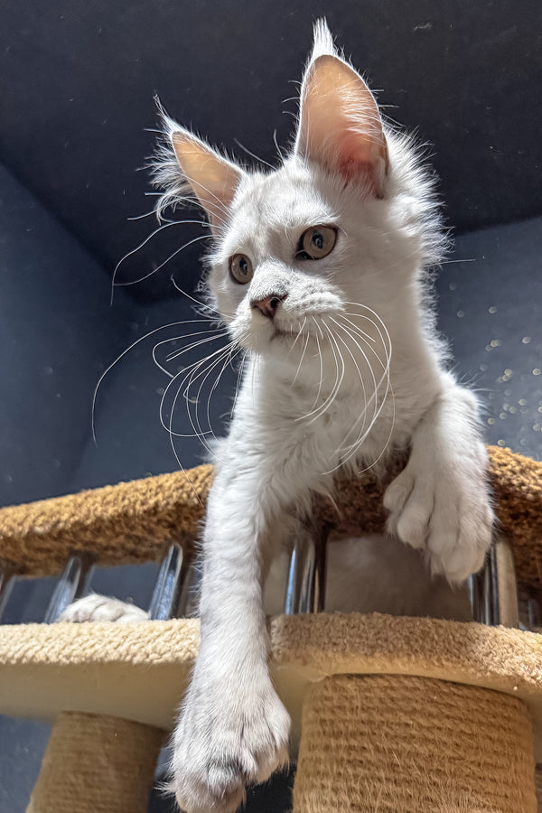 Pepe | Polydactyl Maine Coon Kitten