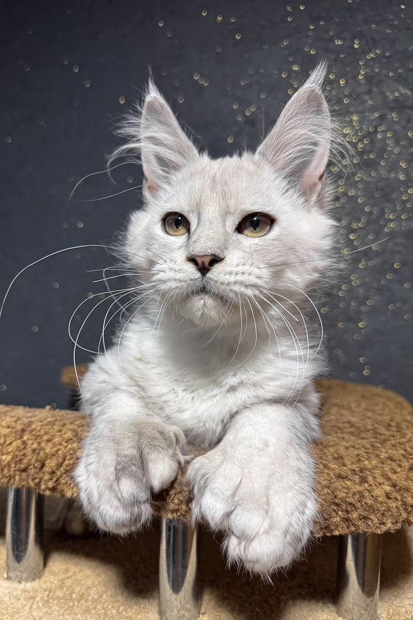Pepe | Polydactyl Maine Coon Kitten