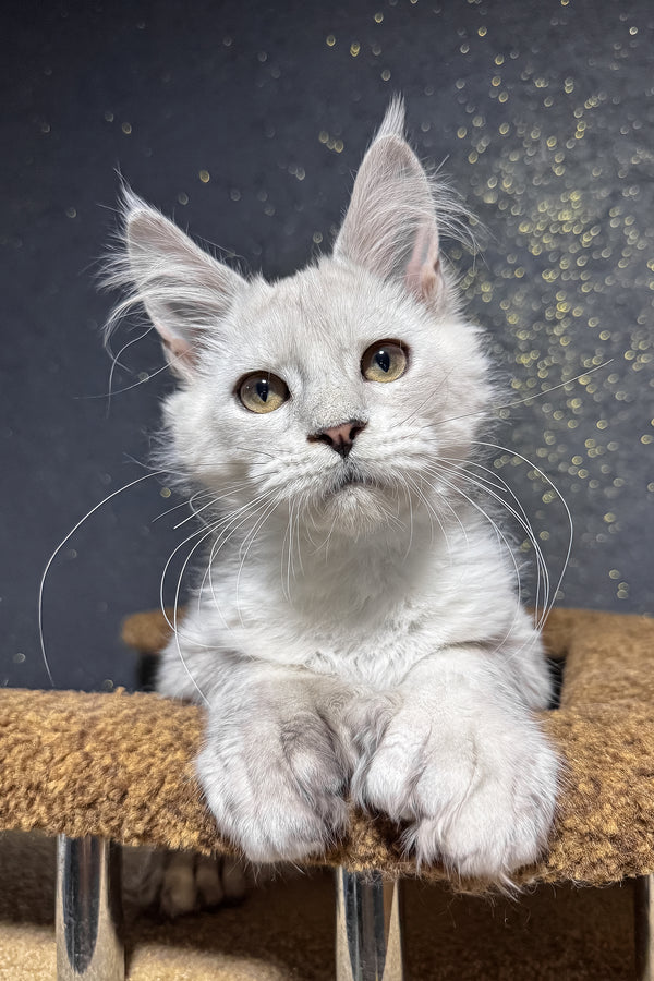Pepe | Polydactyl Maine Coon Kitten