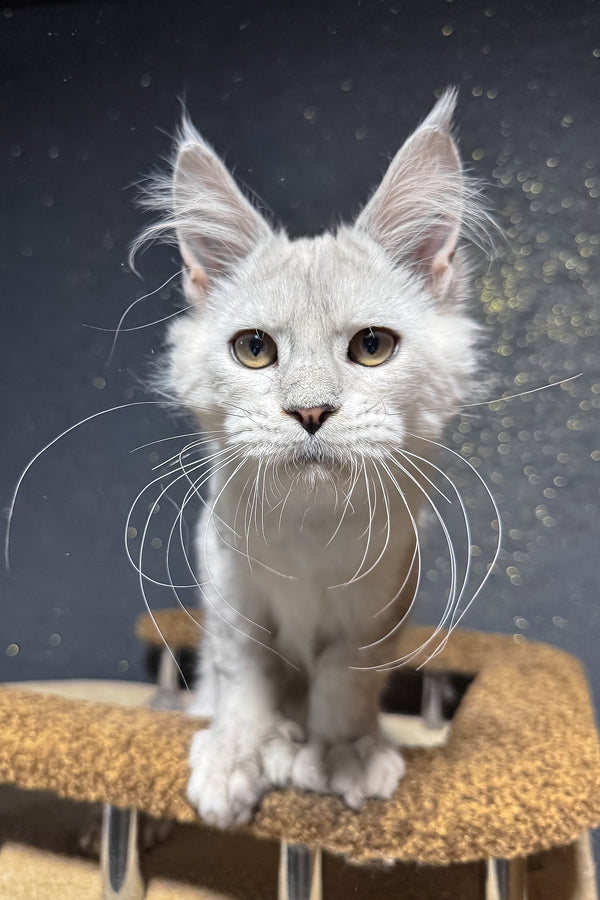 Pepe | Polydactyl Maine Coon Kitten