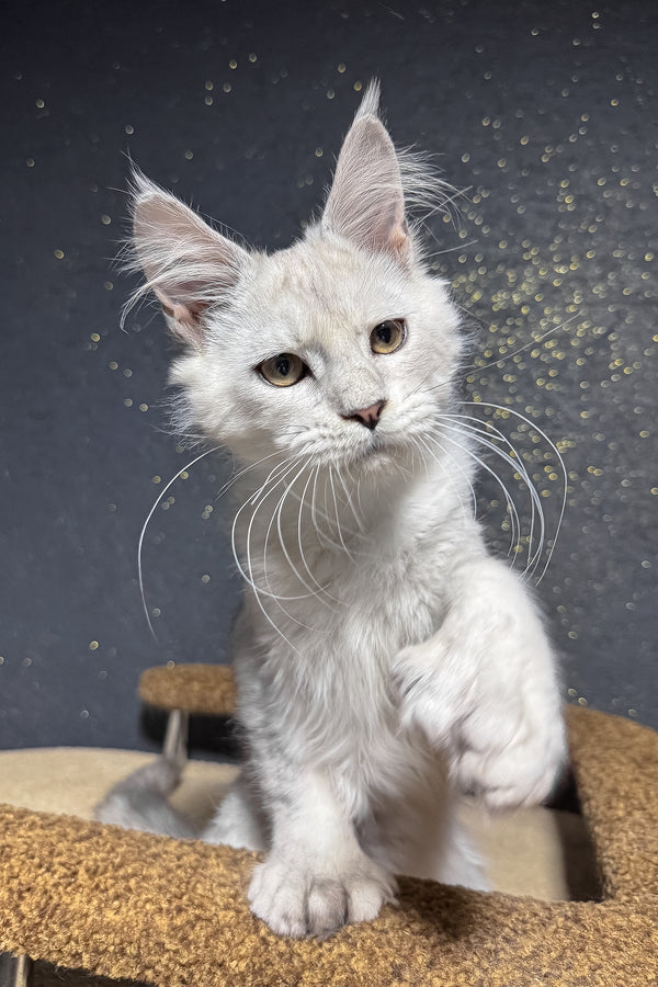 Pepe | Polydactyl Maine Coon Kitten